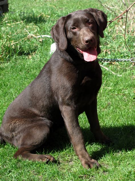 COM Nicest Places Minnesota nice Nominated by Julie Herrera-Lemler Rochester folks are so. . Black lab puppies for sale in mn under 1000